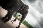 斯里兰卡大象孤儿院
