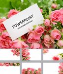 鲜花PPT