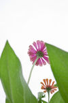 非洲菊