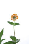 非洲菊