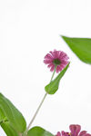 非洲菊