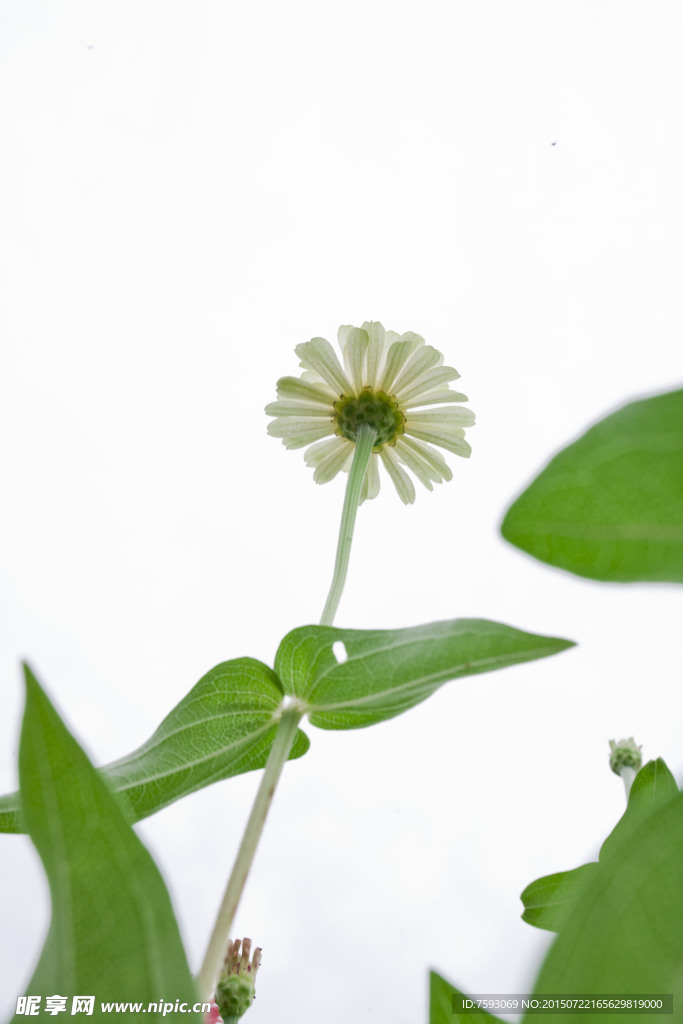 黄色非洲菊