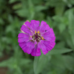 非洲菊