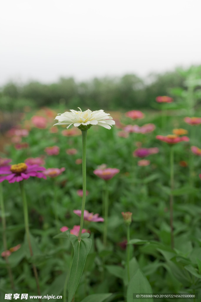 白色非洲菊