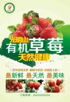 草莓海报 有机草莓