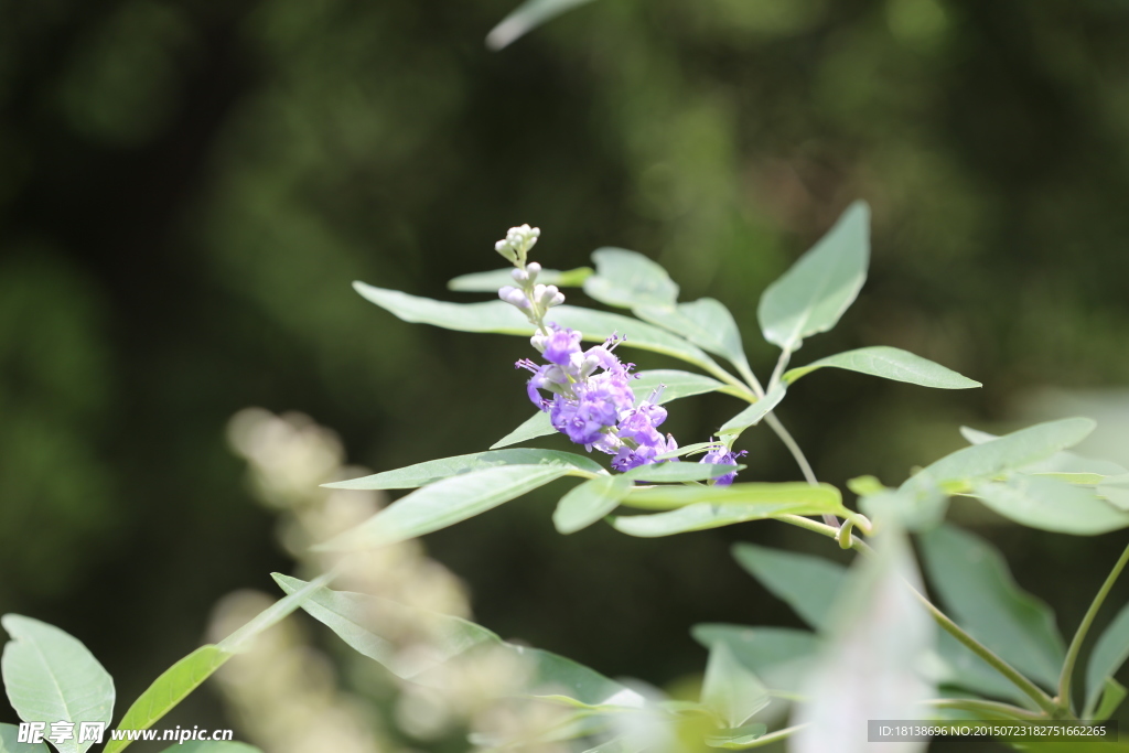 醉鱼草花