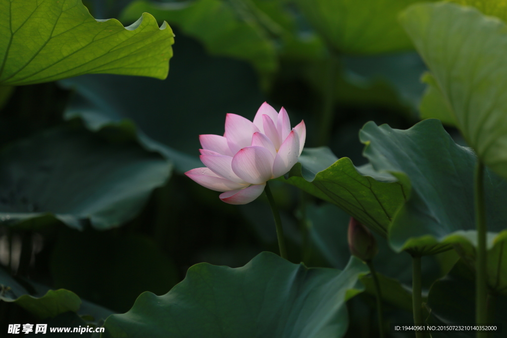 荷花