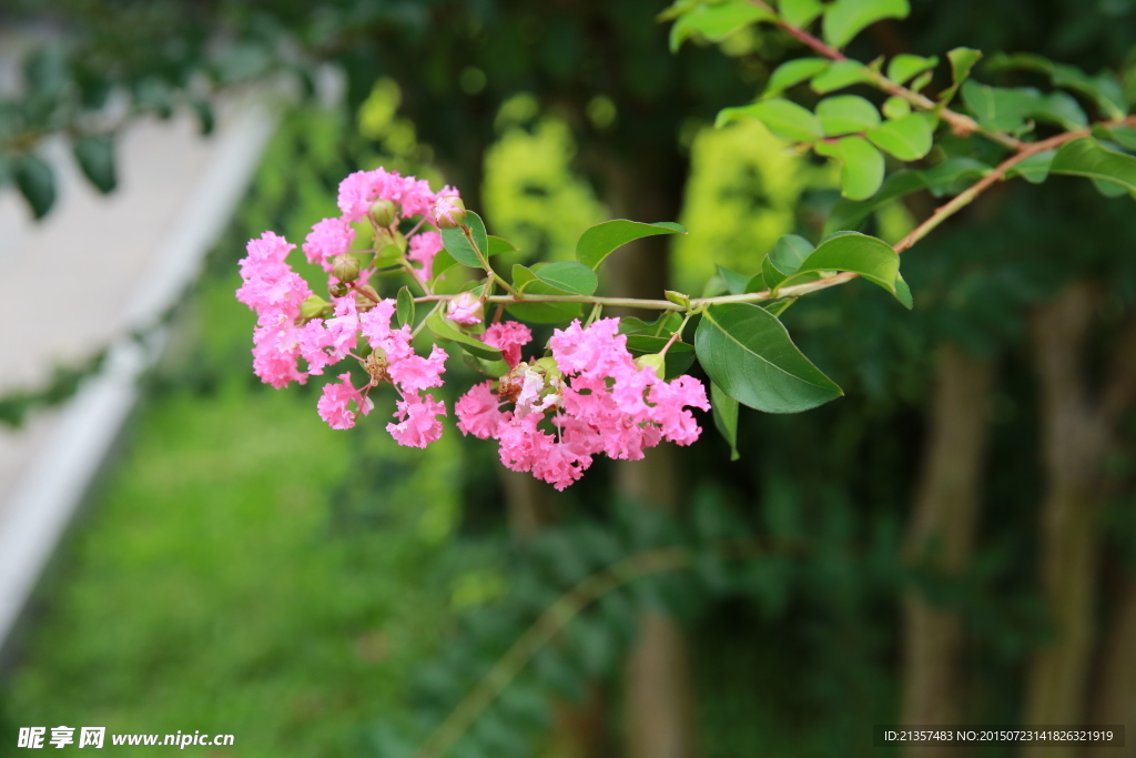 紫薇花