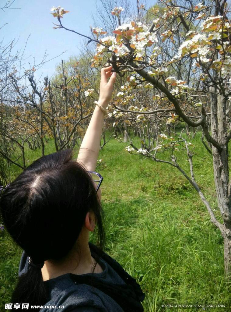 梨花盛开