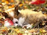 牧羊犬幼崽摄影