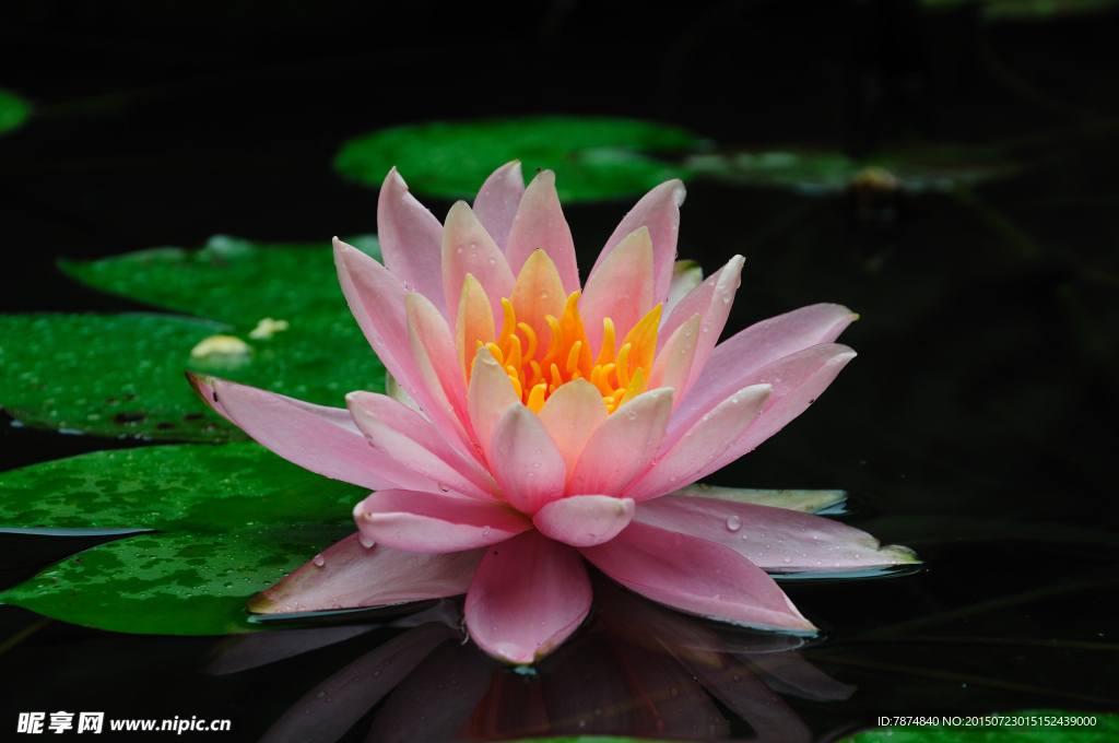 莲花