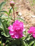 芍药花