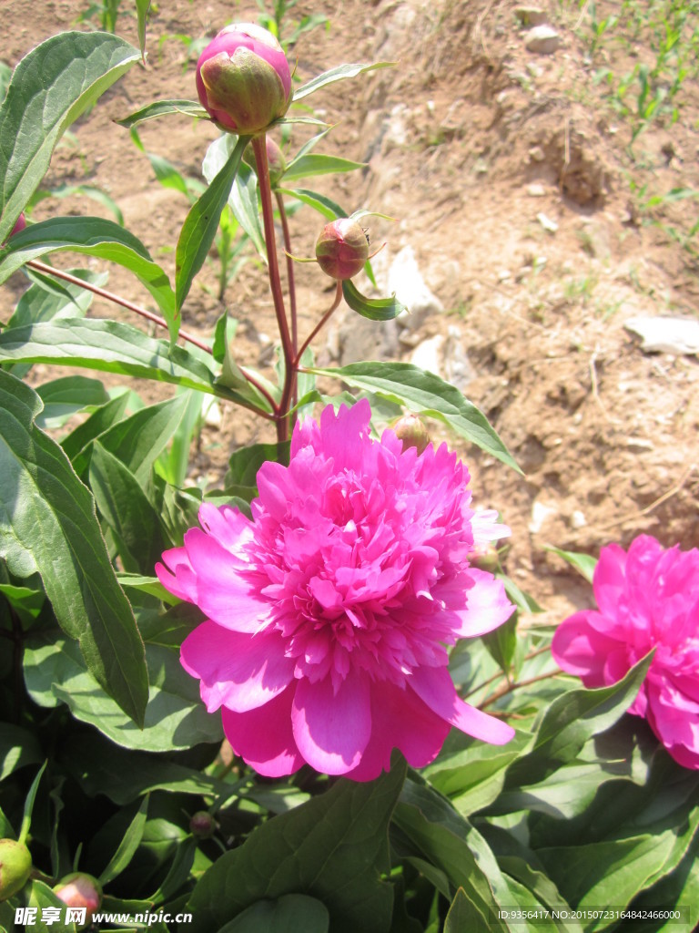 芍药花