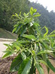 栗树花