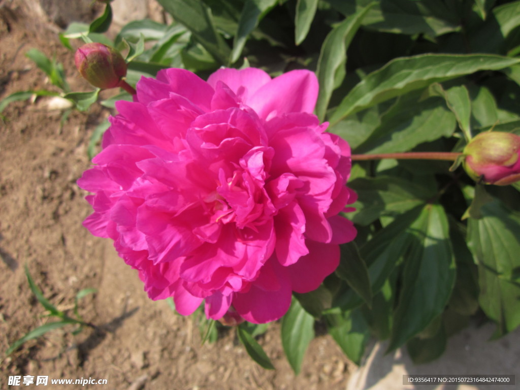 芍药花