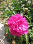 芍药花