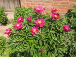 芍药花