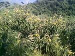 板栗