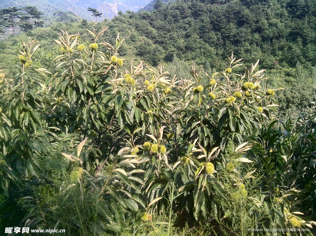 板栗