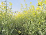 油菜花