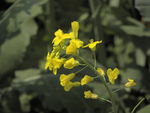 油菜花