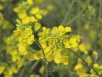 油菜花