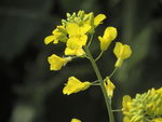 油菜花