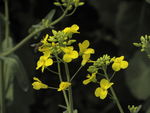 油菜花
