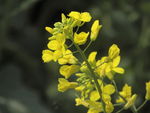 油菜花