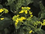 油菜花