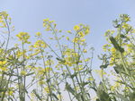 油菜花
