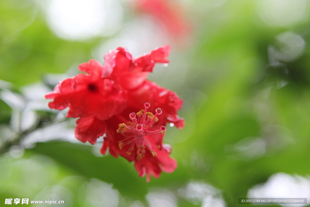 花卉 扶桑花