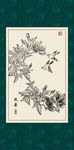 白描扶桑