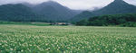 野花绿草茶叶山峰巨幅