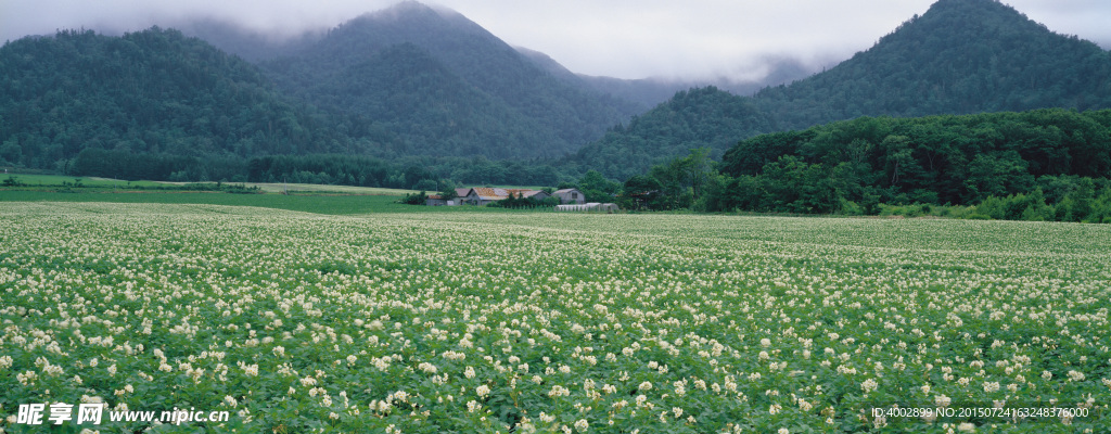 野花绿草茶叶山峰巨幅