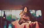 小猫摄影