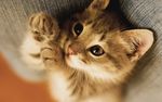 猫咪摄影