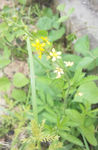 灯芯草
