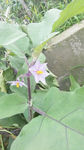 茄子花