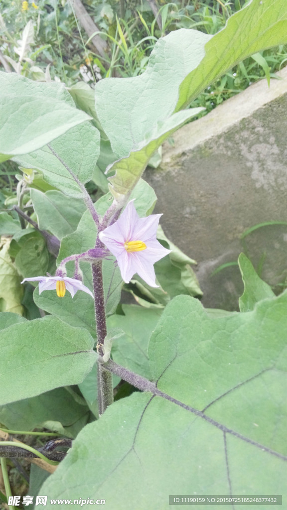 茄子花