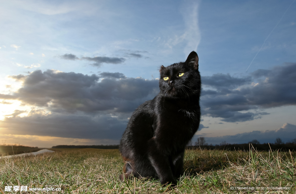 黑猫