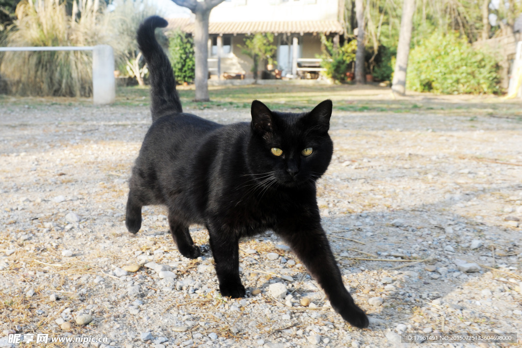 黑猫