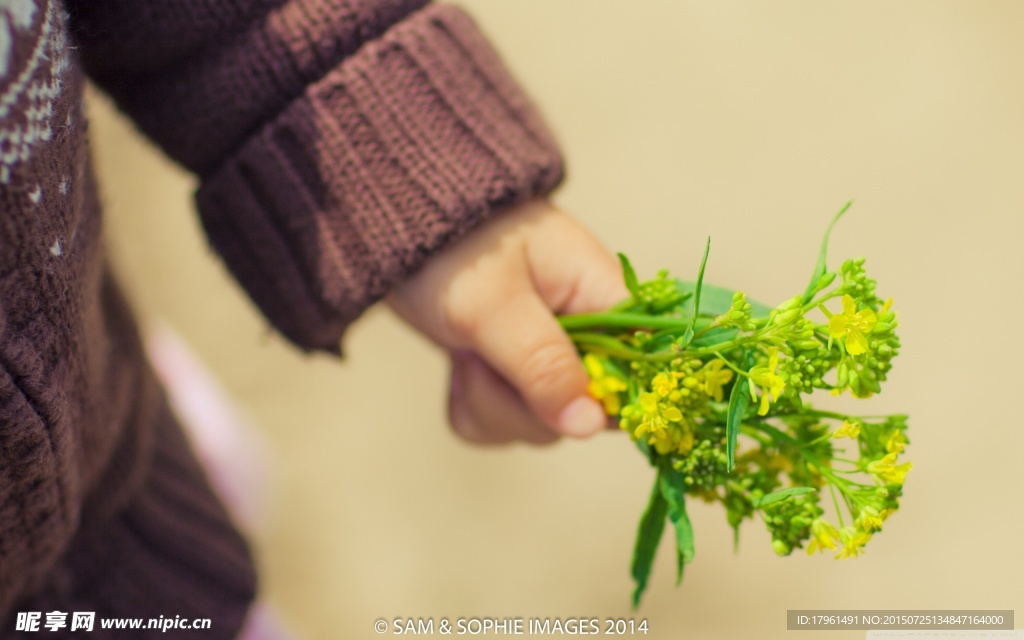 唯美油菜花
