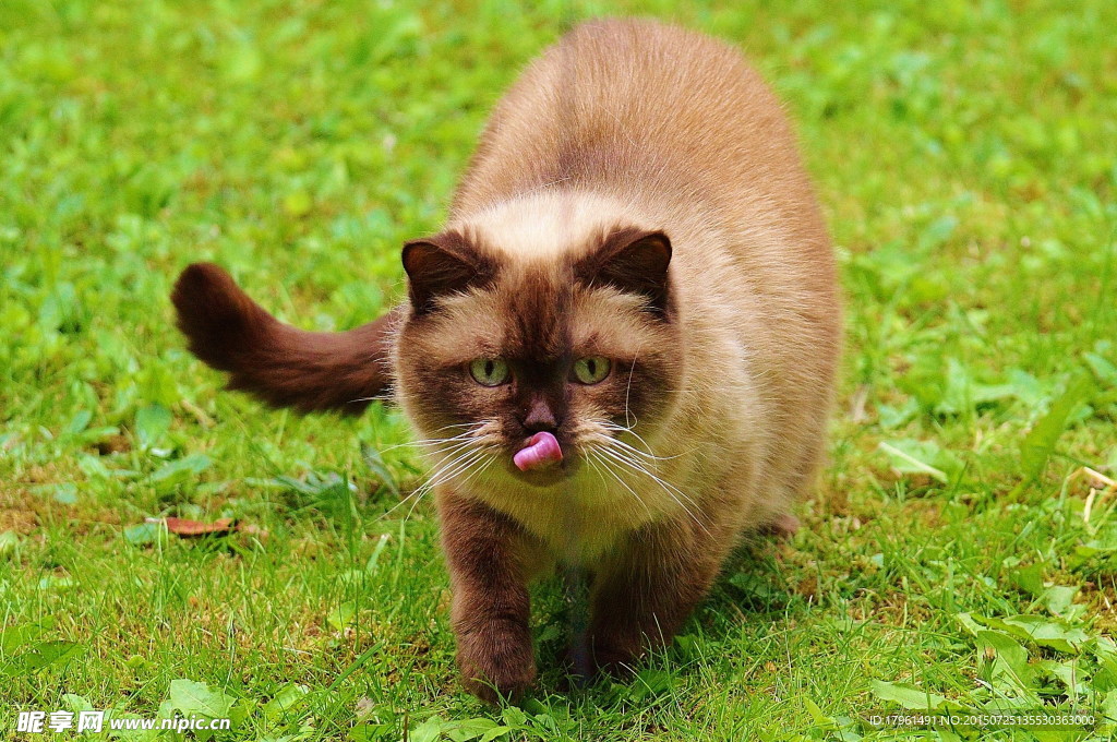 可爱小猫