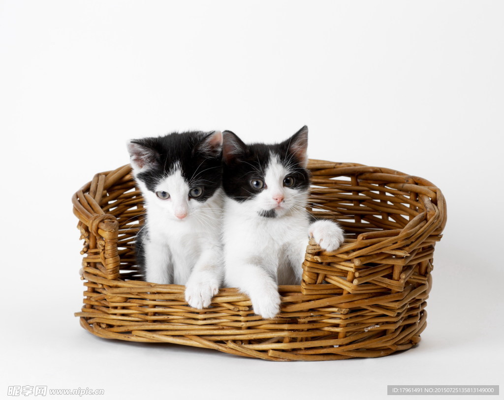 可爱小猫
