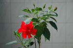 扶桑花