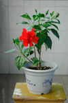 扶桑花