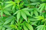 野生大麻
