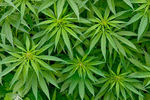 野生大麻