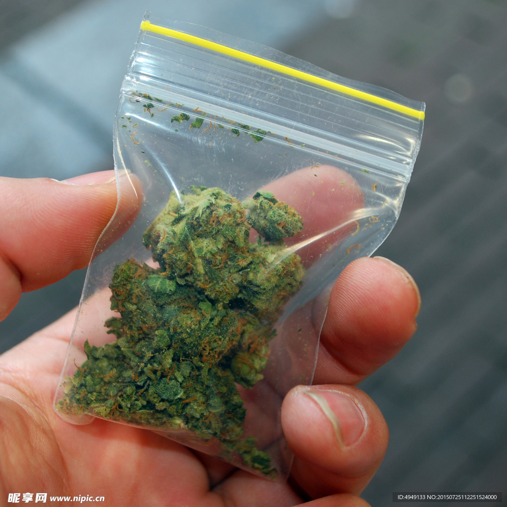 野生大麻